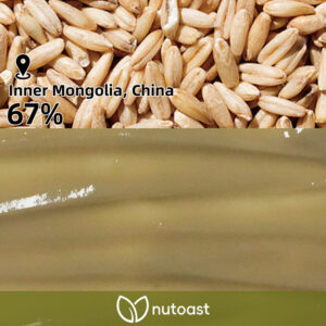 Nutoast Wholesale Sunflower Seed Butter